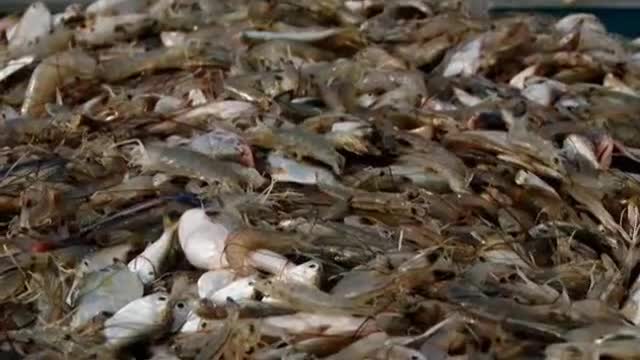 Ragin Cajuns: Shrimp Jackpot