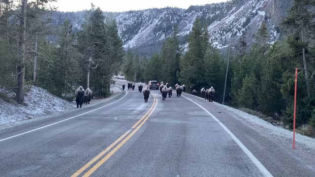 Yellowstone Bison Traffic jam