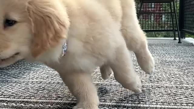 PUPPY!