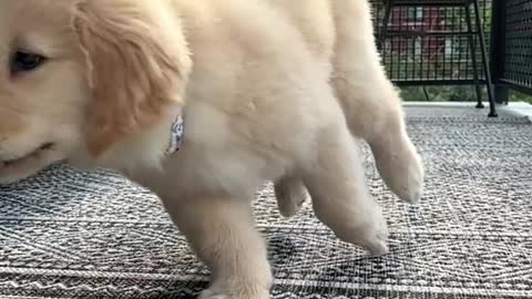 PUPPY!