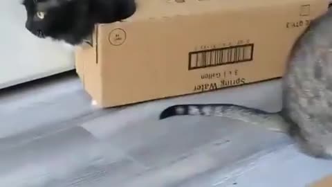 Funny Cat inside of Cartoon box