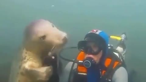 Foca playing with diver.