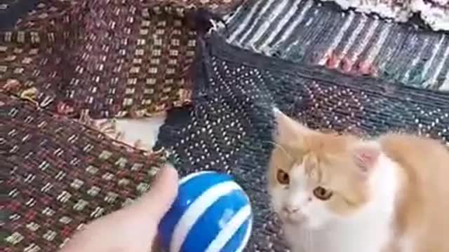 funny animals video 2022 |