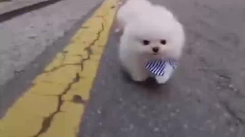 Cute Dog TikTok | Fluffiest Doggies on TikTok