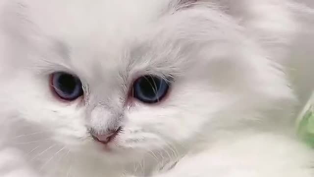 cute cat video