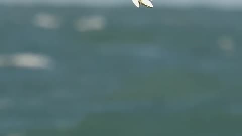 Amazing Osprey carries 3 fish into the sky but suddenly drops one