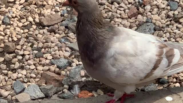 Carrier pigeons are eating fruit