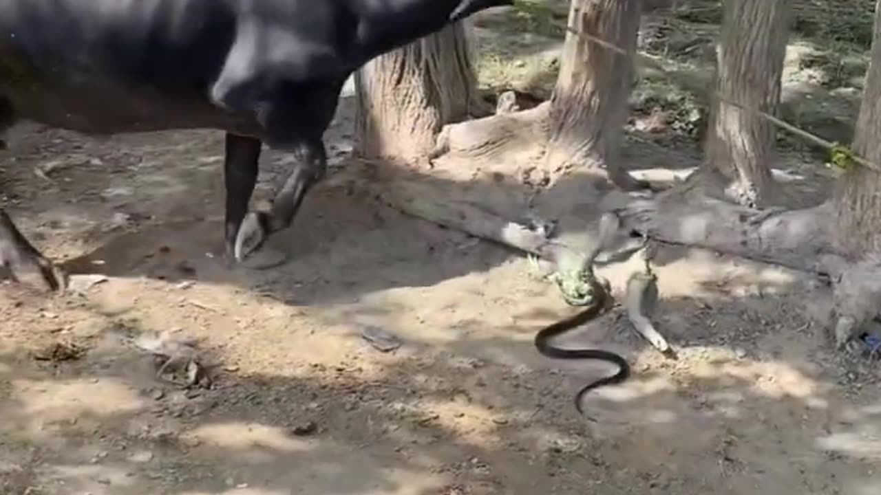 Snake vs buffalo