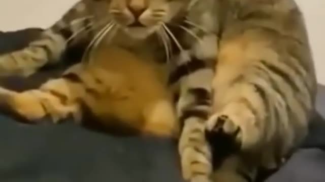 Cute and funny