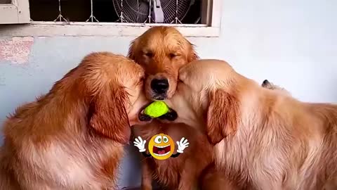 These Golden Retrievers will Make You Burst Into Tears Laughing - Funny Dog compilation