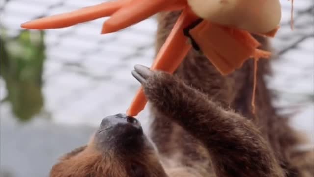 Eat carefully and slowly ~ look at our little claws ~ # wonderful animals # animal world
