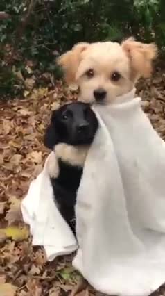Cute pup hugging black pup, saving from cold.