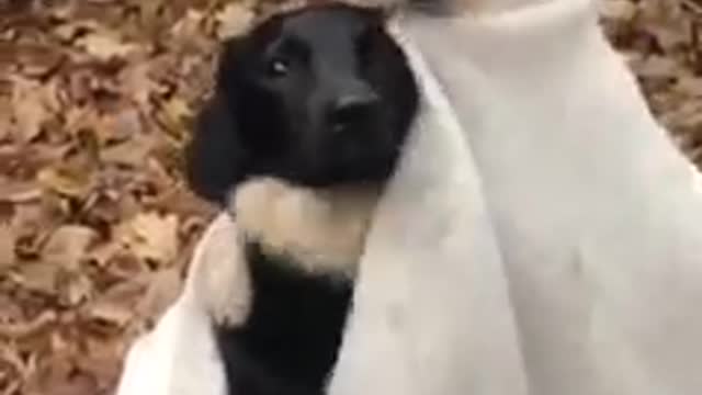 Cute pup hugging black pup, saving from cold.