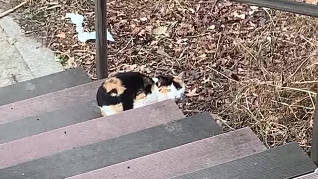 Rest cat on the stair