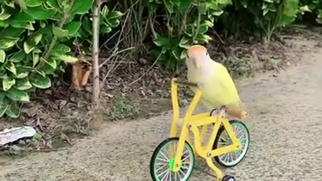 FUNNY AND CUTE BIRDS 🐦😍