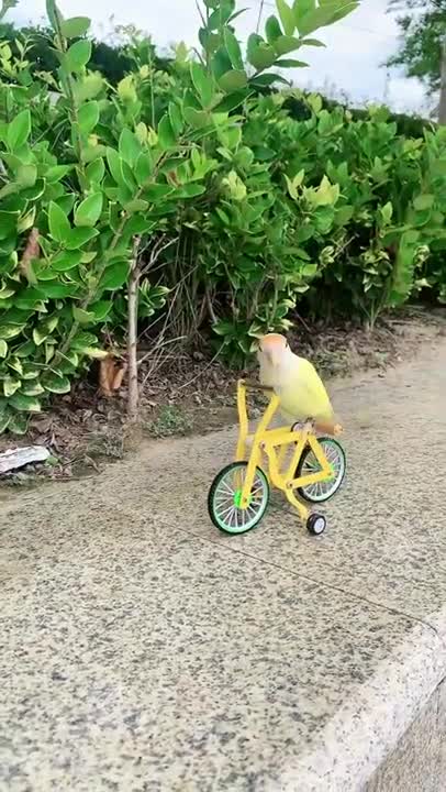 FUNNY AND CUTE BIRDS 🐦😍