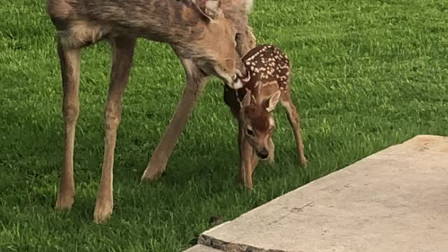 Doe Introduces Newborn Fawn