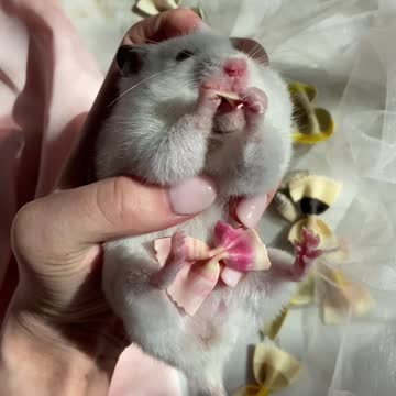 How To Comfort My Hamster