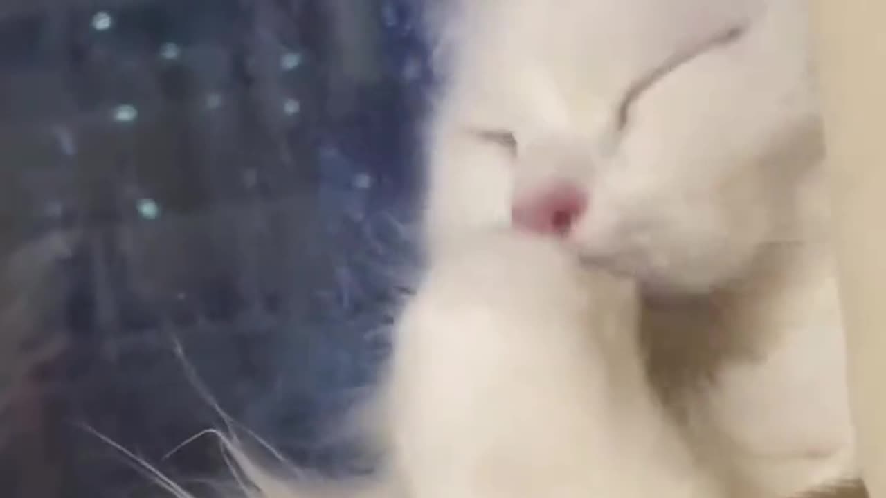 Beautiful cat 🐈 trending video