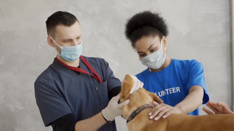 Dog training || dog treatment || funny dog ||