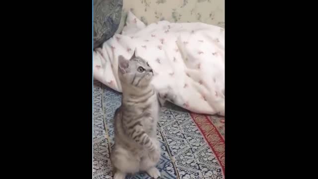 Fuuny cat is dancing in the bed