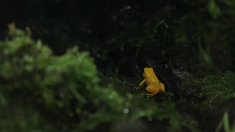 Golden poison frog in terrarium. Wild species are lethally toxic