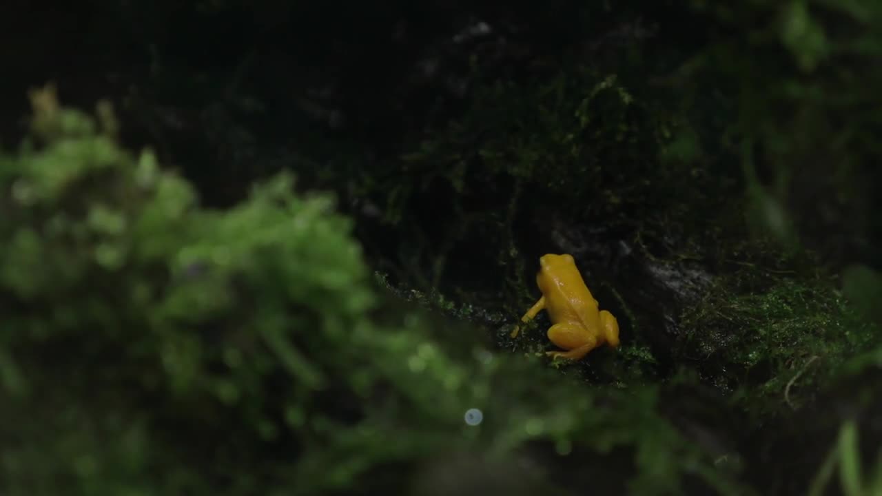 Golden poison frog in terrarium. Wild species are lethally toxic