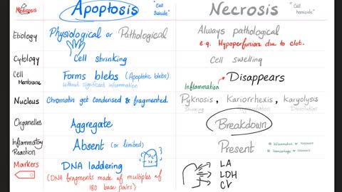 Apoptosis Vs Necrosis