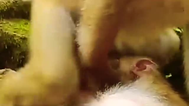 Romantic Monkeys 😂🤣