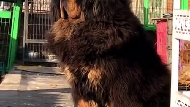 Tibetan mastiff