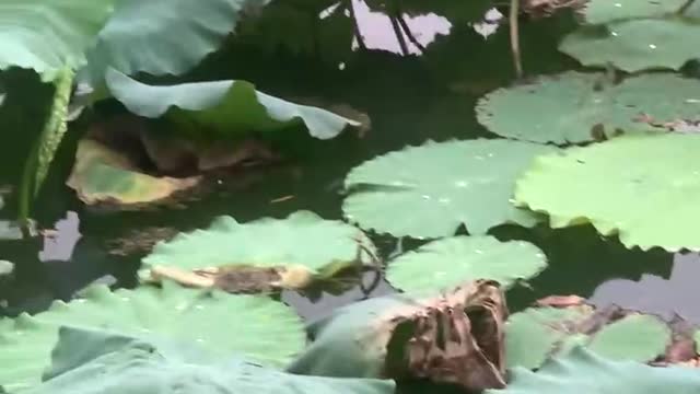 There are a lot of small fish under the lotus leaf!