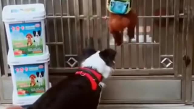Cute & Smart dogs opening the door & entering house