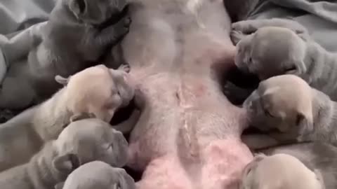 Cute Puppy