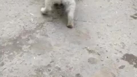 Cute dog video