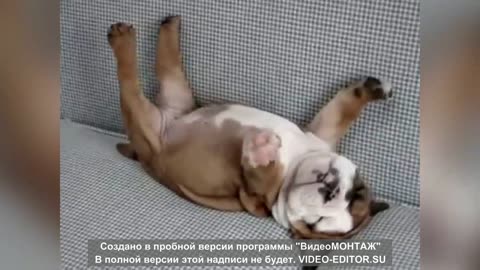 Funny Pet Videos 14