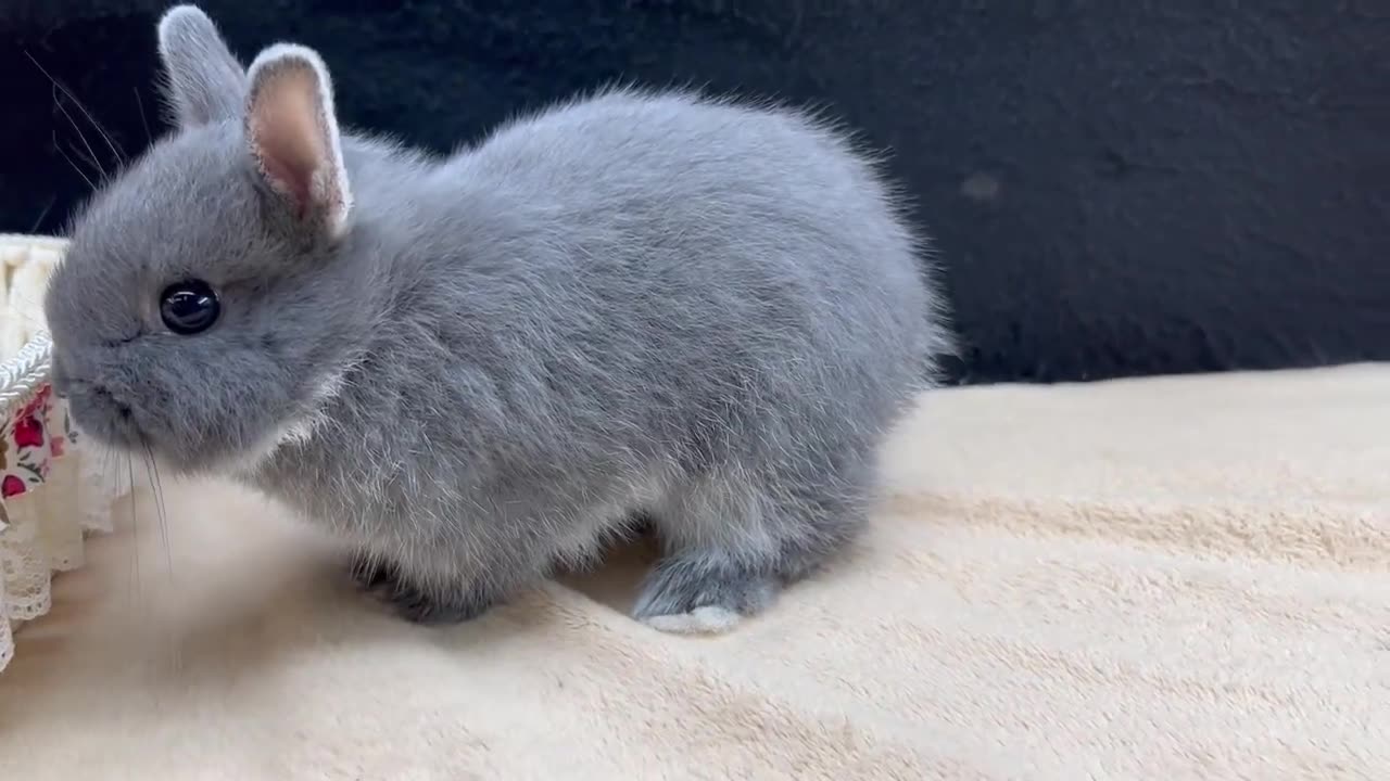 Beautiful Rabbit in blue color