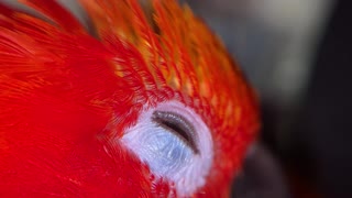 Macro Video of Parrot's Eye and Beak