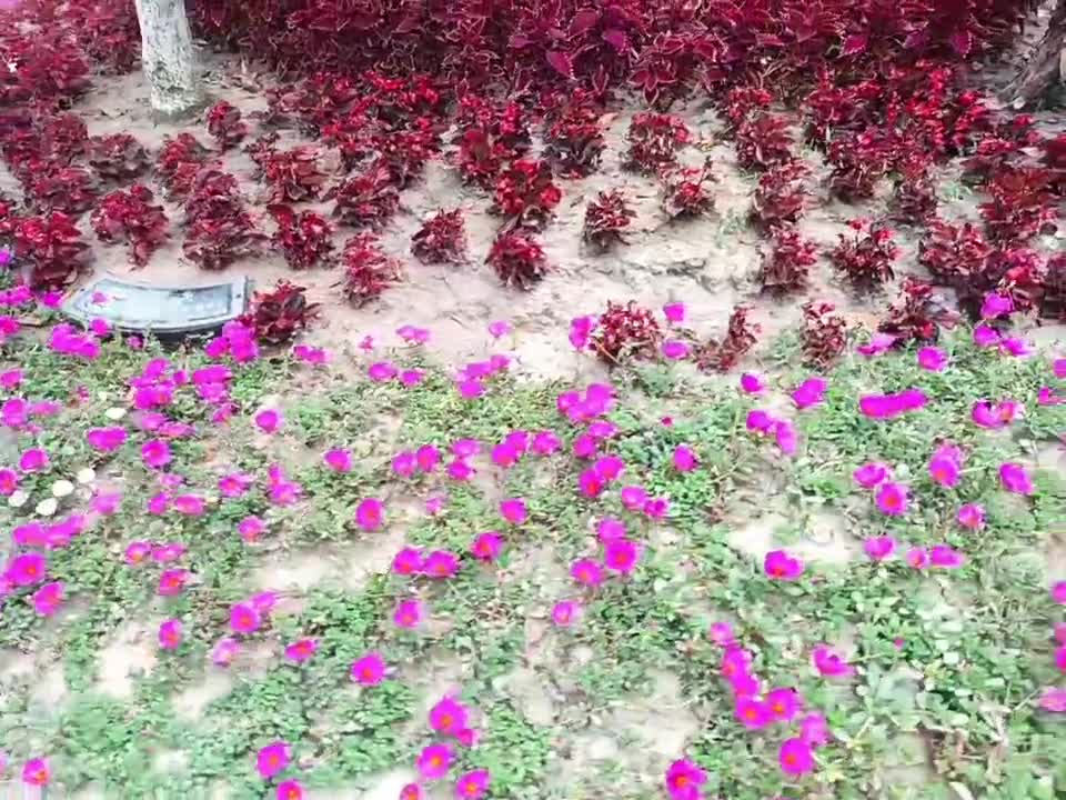 The big flower bed is so beautiful
