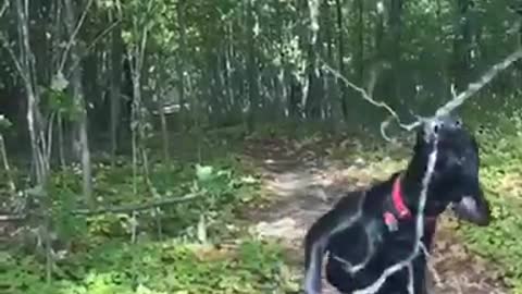 Black dog break tree limb and uses it as stick