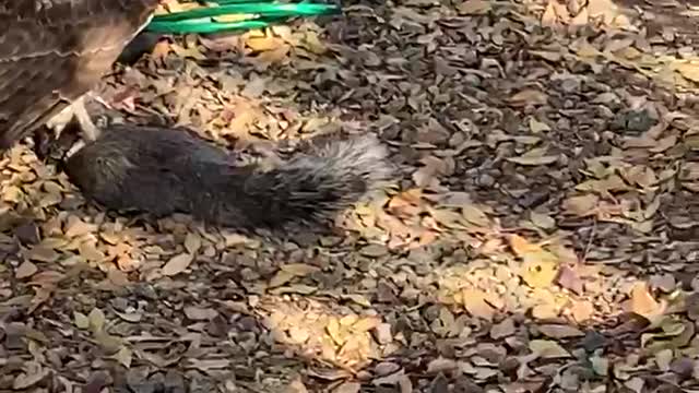 Redtail Hawk captured a squirrel