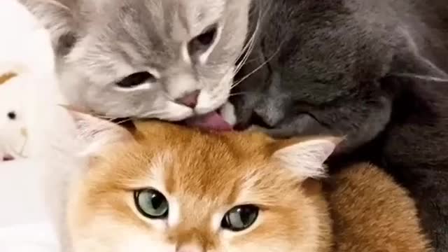 Short Funny Animals Vines - Funny Animals Videos