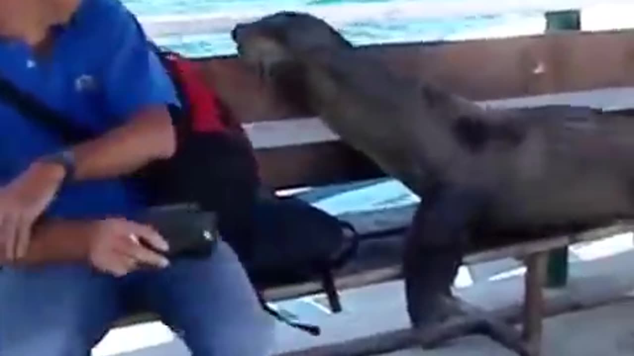 The end 😂😂😂 #viral #shorts #fails #funny #laughcatalog