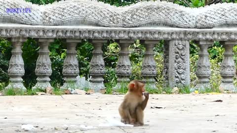 Monkeys playing and provoked with snake