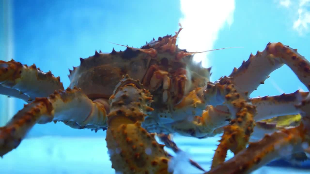 Alive King Crab in Water Closeup