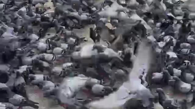 Amazing pigeons..