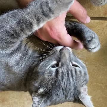 My cat wanted aggressive attention