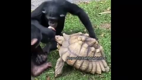 Funny cat dog animals videos (15)