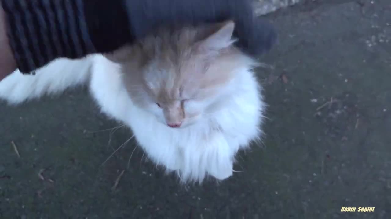 Beautiful fluffy cat walking wit me