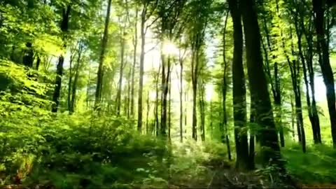 Relaxing Music | Sleeping, Meditation, Stress Relief | [318] ⭐️