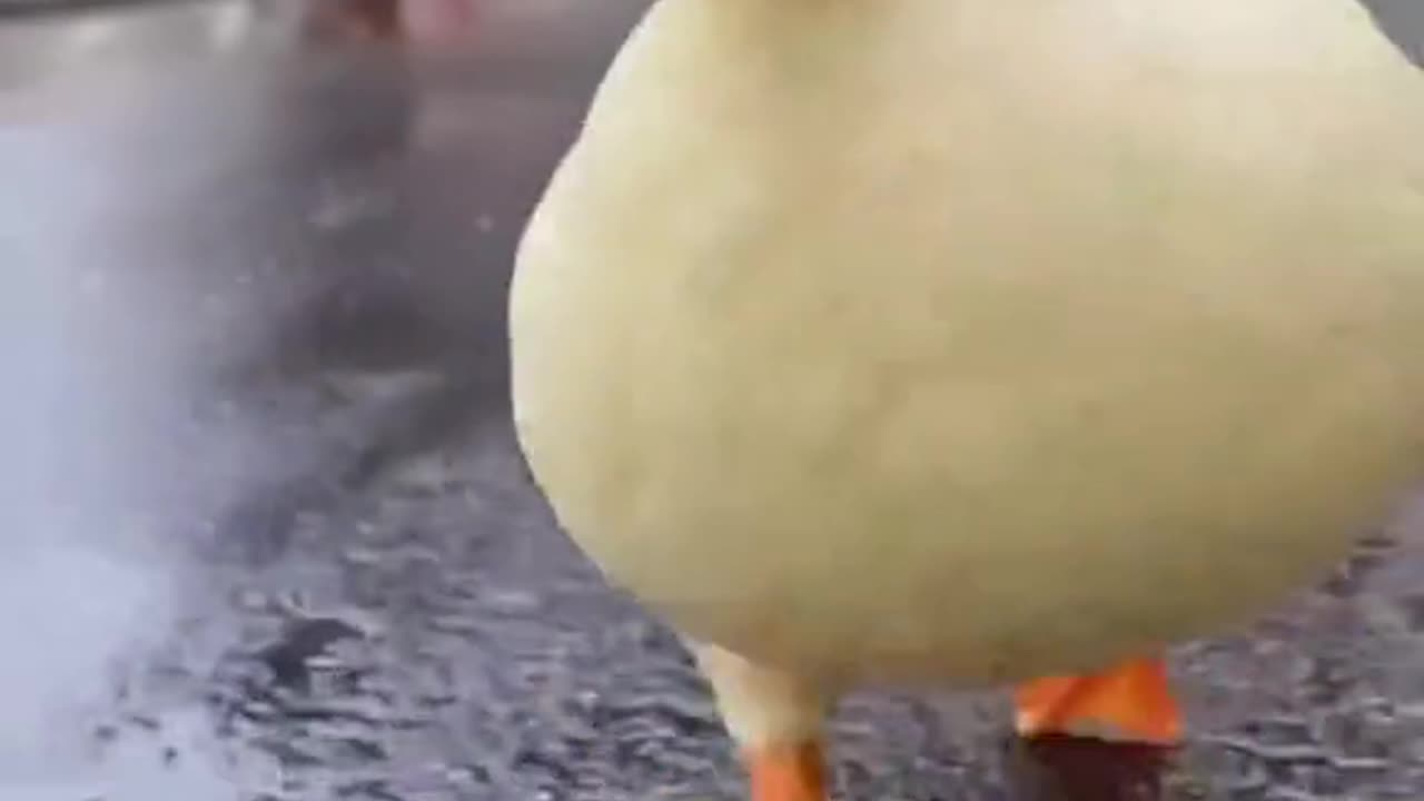 Walk with little Ducky 🚶